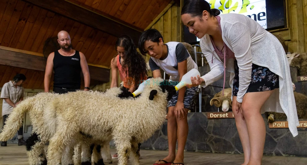 Agrodome Rotorua - Authentic Kiwi Farm Experience - JTR Holidays - Image 1 of 5