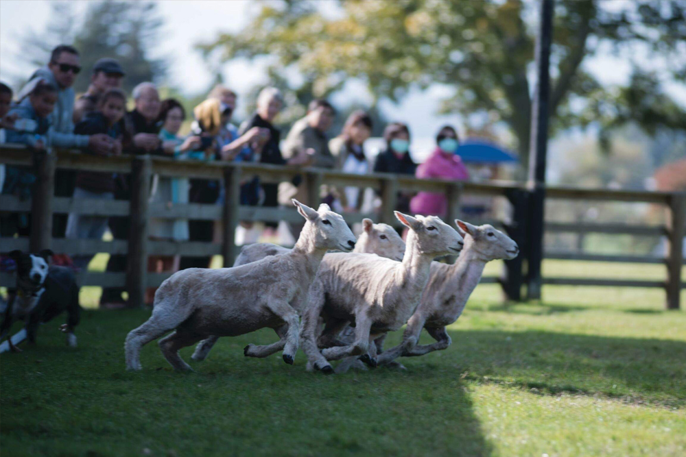 Agrodome - Image 2 of 7