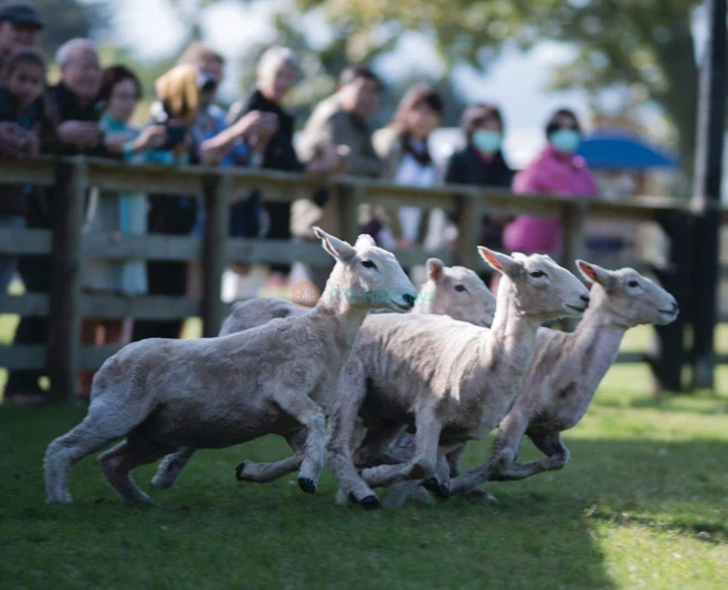 Agrodome Rotorua - Authentic Kiwi Farm Experience - JTR Holidays - Image 2 of 5