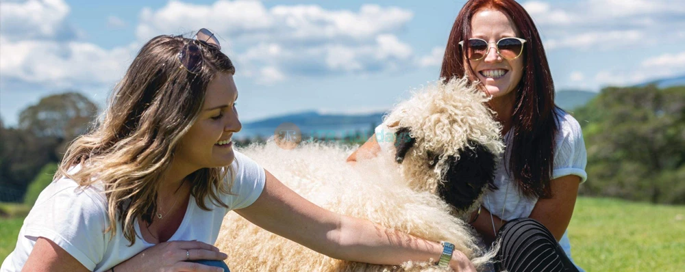 Agrodome Rotorua - Authentic Kiwi Farm Experience - JTR Holidays - Image 3 of 5
