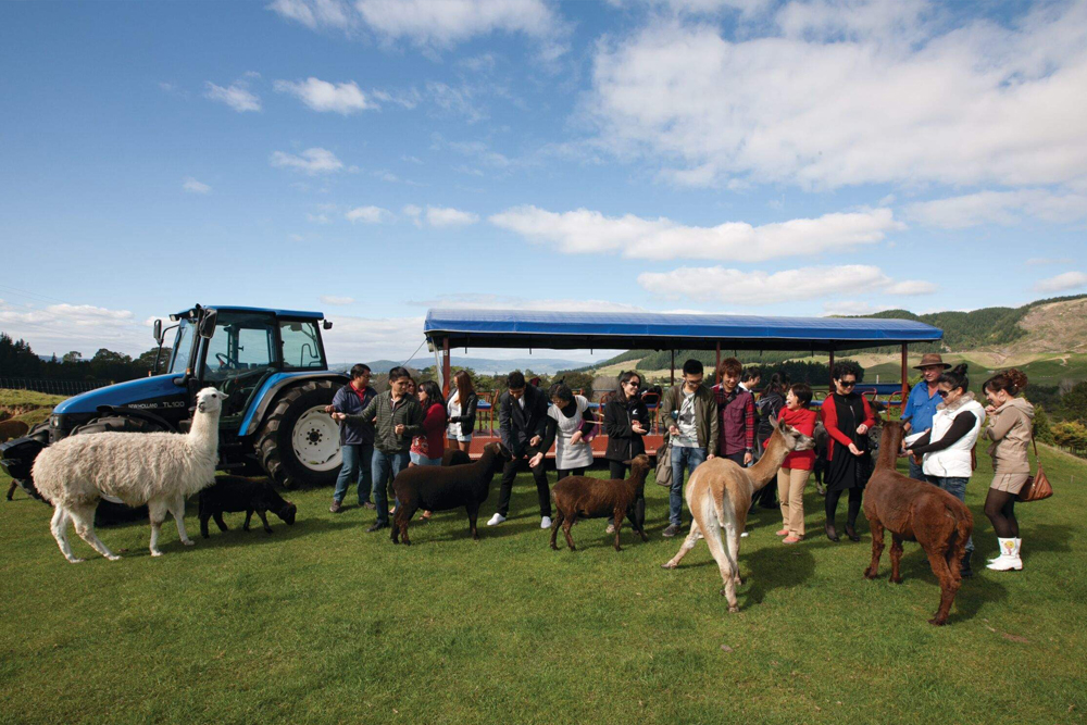 Agrodome - Image 4 of 7