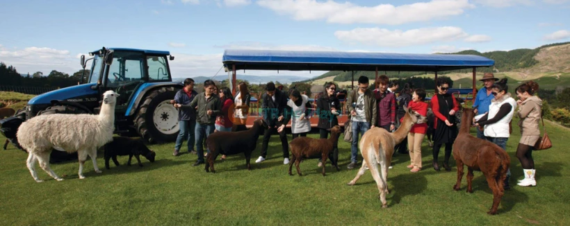 Agrodome - Discover the charm of New Zealand's countryside at Agrodome in Rotorua. Enjoy an authentic Kiwi farm experience with live sheep shearing shows, hands-on activities like feeding baby lambs and hand-milking cows. Explore 350 acres of lush farmland and meet alpacas, ostriches, and more during the Farm Tour. Just 10 minutes from Rotorua city, it's a must-visit for families and animal lovers. Agrodome - Image 4 of 5
