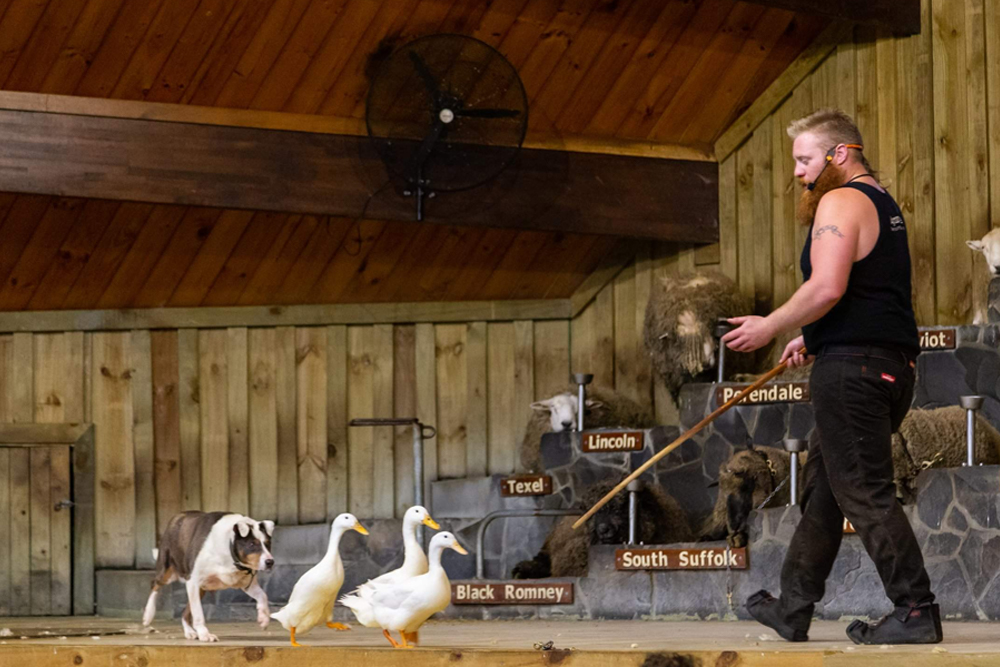 Agrodome - Image 5 sur 5