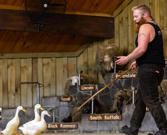 Agrodome Rotorua - Authentic Kiwi Farm Experience - JTR Holidays - Image 5 of 5