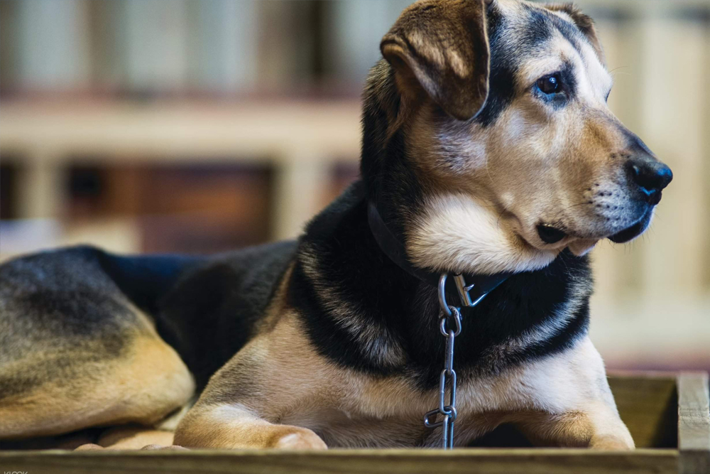 Agrodome - Image 6 of 7