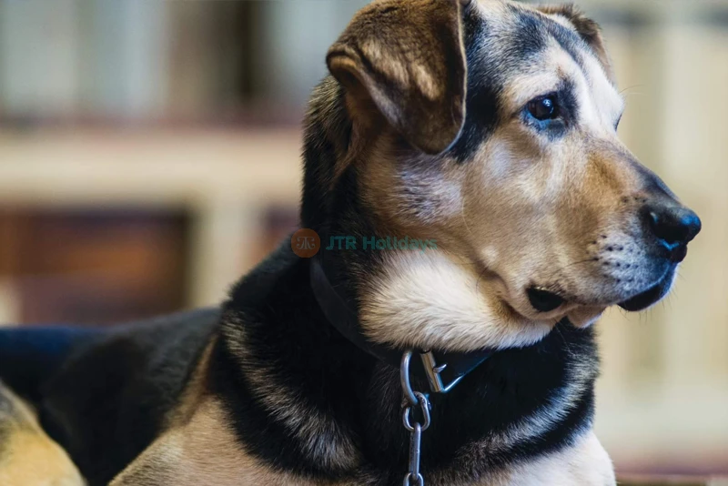Agrodome Rotorua - Authentic Kiwi Farm Experience - JTR Holidays - Image 6 of 7