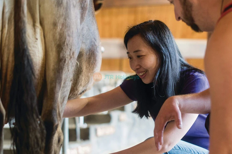 Agrodome Rotorua - Authentic Kiwi Farm Experience - JTR Holidays - Image 7 of 7