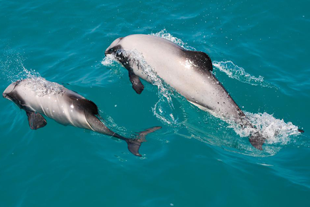 Akaroa Delfine Hafen Naturkreuzfahrt - Unternehmen Sie die Akaroa Delfine Hafen Naturkreuzfahrt und erkunden Sie den malerischen Akaroa Hafen. Beobachten Sie seltene Hector-Delfine, Robben, Pinguine und Seevögel, während Sie fachkundige Erläuterungen zur Geschichte und Tierwelt der Region genießen. Perfekt für Familien und Naturliebhaber bietet diese umweltfreundliche Kreuzfahrt unvergessliche Momente umgeben von natürlicher Schönheit. Akaroa Delfine Hafen Naturkreuzfahrt - Bild 4 von 5
