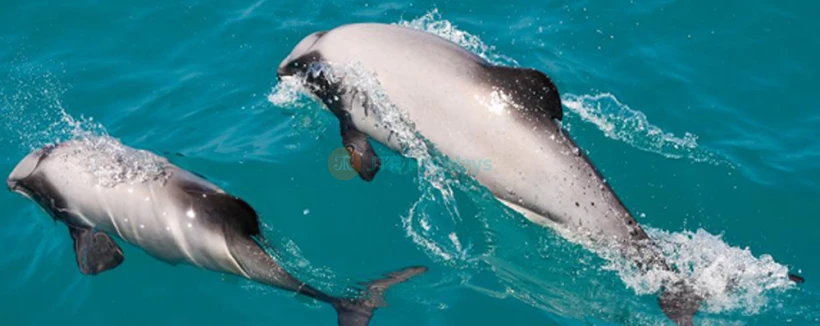 Croisière nature dans le port des Dauphins d'Akaroa - Embarquez pour la croisière nature dans le port des Dauphins d'Akaroa et explorez le pittoresque port d'Akaroa. Observez les rares dauphins d'Hector, des phoques, des manchots et des oiseaux marins tout en profitant des commentaires d'experts sur l'histoire et la faune de la région. Parfaite pour les familles et les amoureux de la nature, cette croisière éco-responsable offre des moments inoubliables au cœur d'une beauté naturelle. Croisière nature dans le port des Dauphins d'Akaroa - Image 4 sur 5