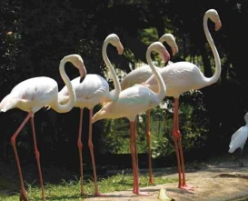 KL Bird Park - A Paradise for Bird Lovers in Kuala Lumpur - JTR Holidays