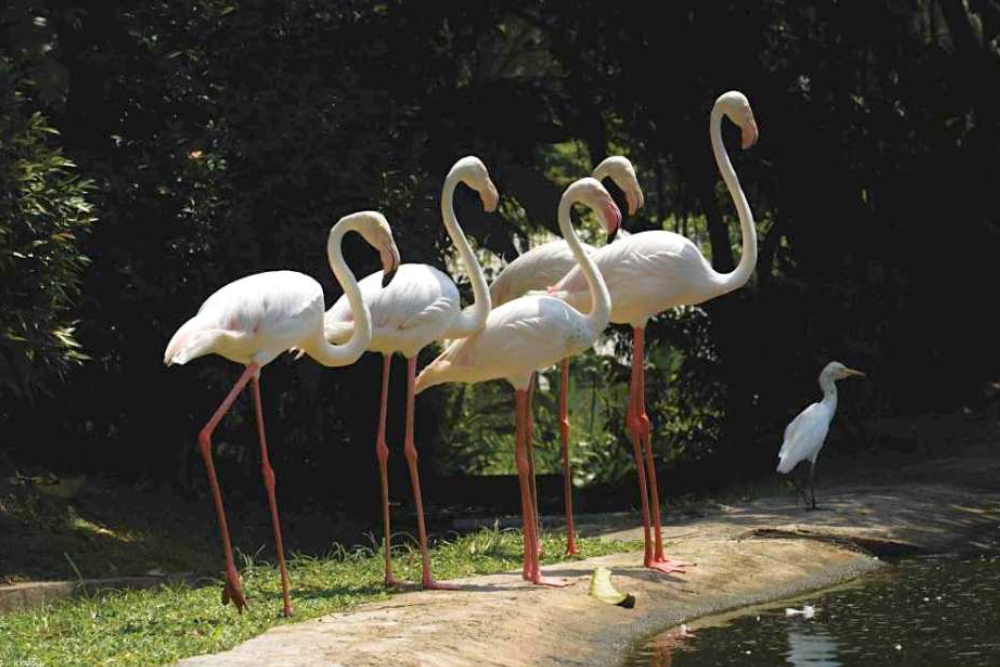 Птичий парк Куала-Лумпура - Image 2 of 5