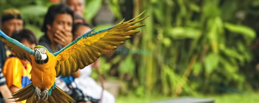 KL Bird Park - A Paradise for Bird Lovers in Kuala Lumpur - JTR Holidays - Image 3 of 5