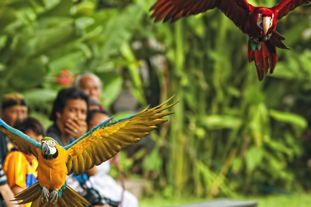 Птичий парк Куала-Лумпура - Image 3 of 5