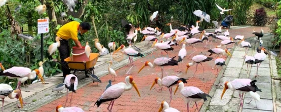 KL Bird Park - A Paradise for Bird Lovers in Kuala Lumpur - JTR Holidays