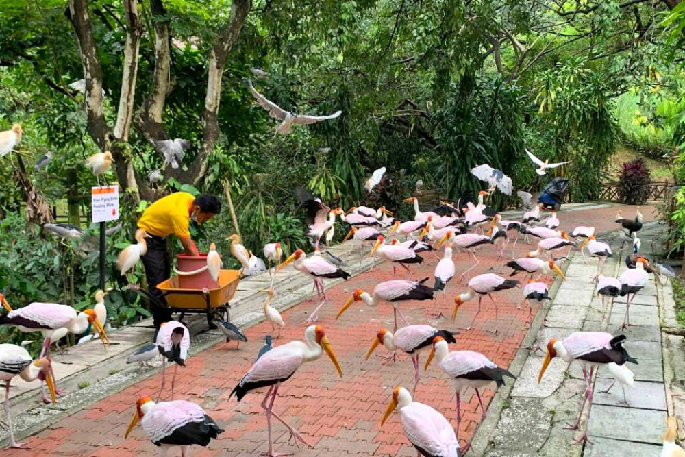 Птичий парк Куала-Лумпура - Image 4 of 5
