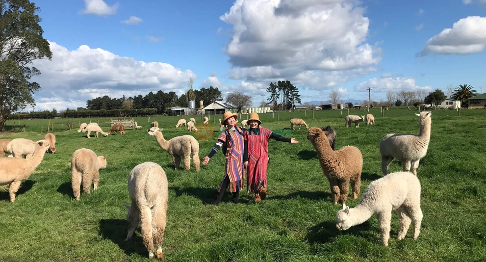Cornerstone Alpaca Farm Ticket - Feed, Cuddle & Learn About Alpacas - JTR Holidays - Image 1 of 5