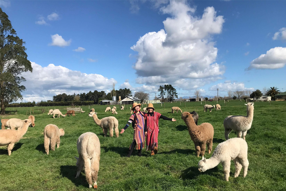 Cornerstone Alpaca Farm Ticket - Image 1 of 6