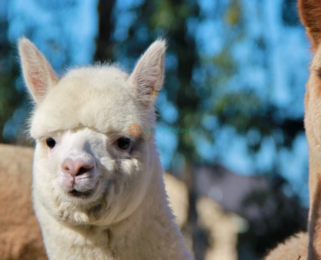 Cornerstone Alpaca Farm Ticket - Feed, Cuddle & Learn About Alpacas - JTR Holidays - Image 2 of 5