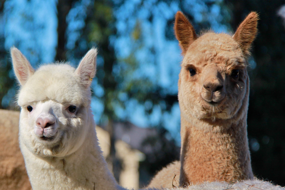 Cornerstone Alpaca Farm Ticket - Visit Cornerstone Alpaca Farm for a delightful and educational experience. Get up close to adorable alpacas, hand-feed them, and cuddle their fluffy babies in the paddocks. Learn about alpaca wool and its unique uses while exploring the farm. Capture unforgettable moments and make memories with these gentle animals. Cornerstone Alpaca Farm Ticket - Image 2 of 5