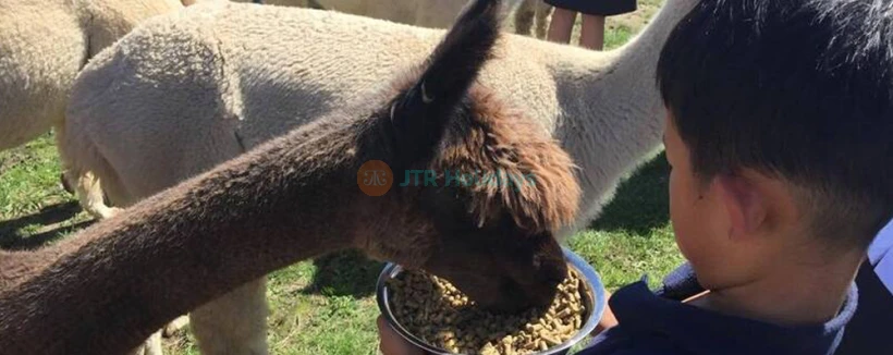 Cornerstone Alpaca Farm Ticket - Visit Cornerstone Alpaca Farm for a delightful and educational experience. Get up close to adorable alpacas, hand-feed them, and cuddle their fluffy babies in the paddocks. Learn about alpaca wool and its unique uses while exploring the farm. Capture unforgettable moments and make memories with these gentle animals. Cornerstone Alpaca Farm Ticket - Image 3 of 5