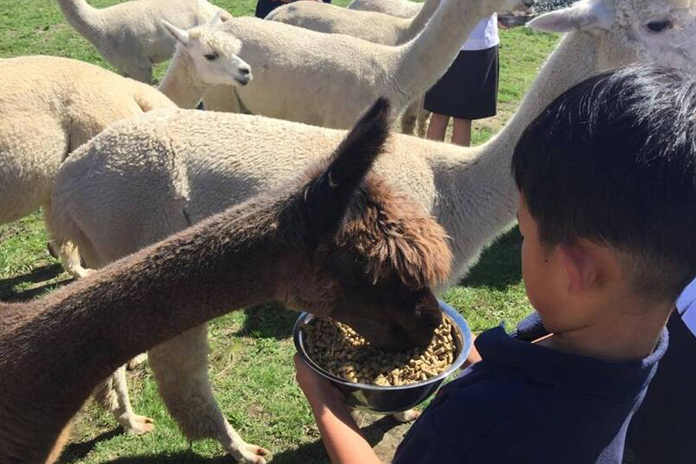 Cornerstone Alpaca Farm Ticket - Image 3 of 6