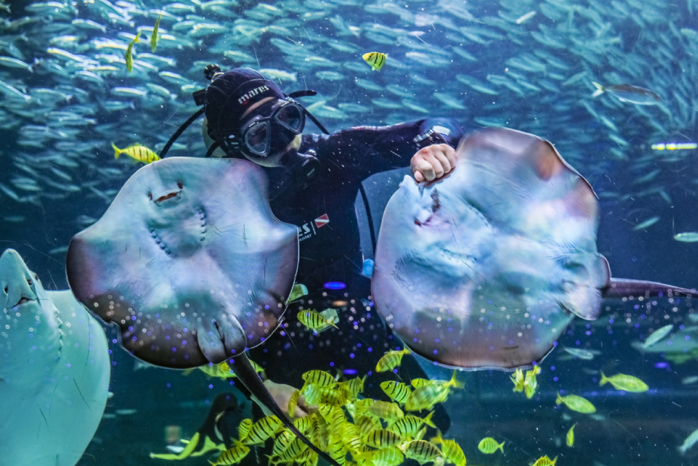 Coex Aquarium Seoul - Discover the wonders of COEX Aquarium, one of South Korea's largest aquariums. Explore COEX Aquarium's themed zones and see 40,000 sea creatures from 650 species, including sharks, turtles, and stingrays. At COEX Aquarium, experience the beauty of underwater life through exciting exhibits like the Amazonian World and Undersea Tunnel. COEX Aquarium offers a fun and educational adventure for visitors of all ages. Don’t miss the chance to visit COEX Aquarium and create unforgettable memories in Seoul! Coex Aquarium Seoul - Image 1 of 5