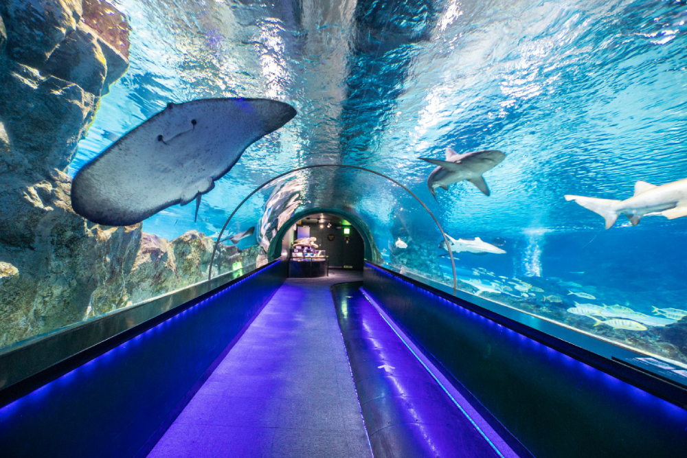 Coex Aquarium Seoul - Discover the wonders of COEX Aquarium, one of South Korea's largest aquariums. Explore COEX Aquarium's themed zones and see 40,000 sea creatures from 650 species, including sharks, turtles, and stingrays. At COEX Aquarium, experience the beauty of underwater life through exciting exhibits like the Amazonian World and Undersea Tunnel. COEX Aquarium offers a fun and educational adventure for visitors of all ages. Don’t miss the chance to visit COEX Aquarium and create unforgettable memories in Seoul! Coex Aquarium Seoul - Image 2 of 5