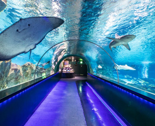 COEX Aquarium Seoul - Discover South Korea’s Largest Underwater World - JTR Holidays - Image 2 of 5