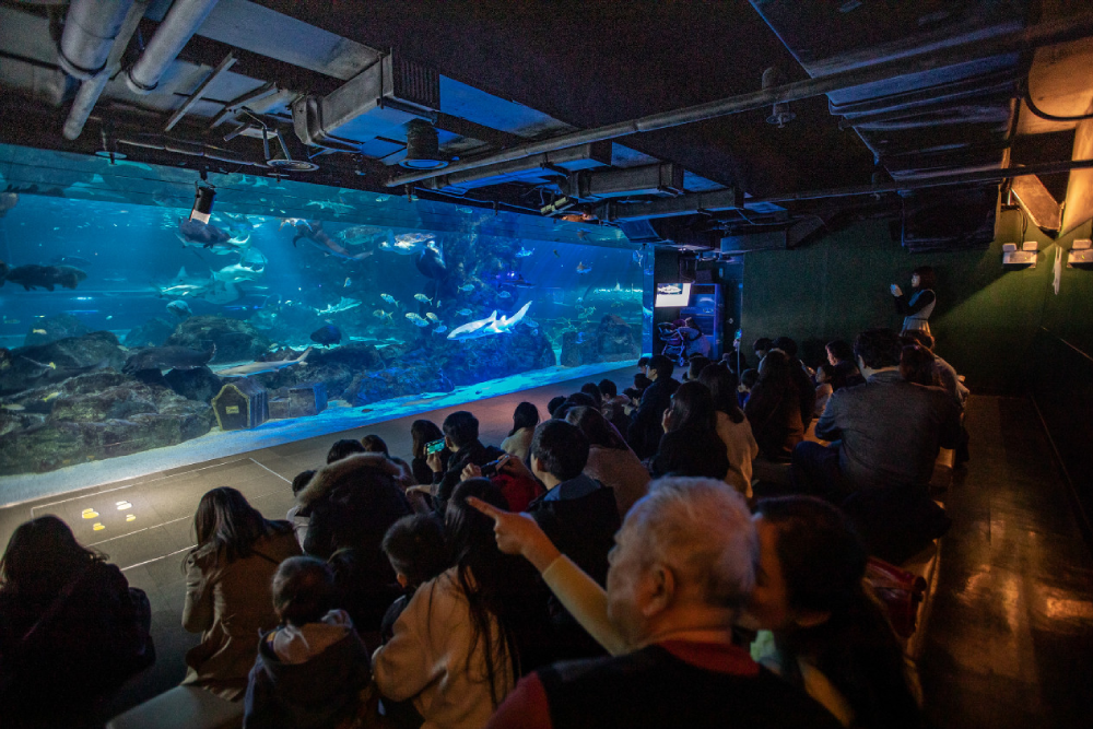 Coex Aquarium Seoul - Discover the wonders of COEX Aquarium, one of South Korea's largest aquariums. Explore COEX Aquarium's themed zones and see 40,000 sea creatures from 650 species, including sharks, turtles, and stingrays. At COEX Aquarium, experience the beauty of underwater life through exciting exhibits like the Amazonian World and Undersea Tunnel. COEX Aquarium offers a fun and educational adventure for visitors of all ages. Don’t miss the chance to visit COEX Aquarium and create unforgettable memories in Seoul! Coex Aquarium Seoul - Image 4 of 5