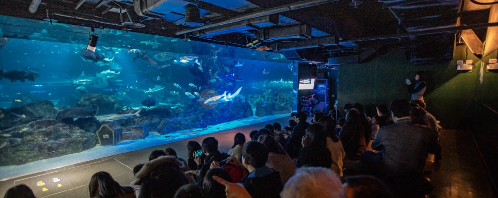 COEX Aquarium Seoul - Discover South Korea’s Largest Underwater World - JTR Holidays - Image 4 of 5