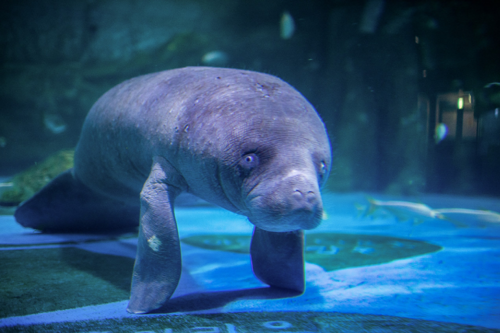 Coex Aquarium Seoul - Image 5 of 10