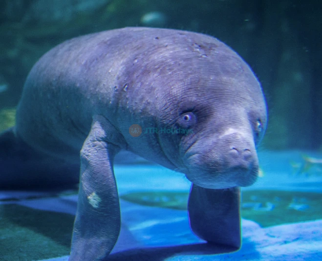 COEX Aquarium Seoul - Discover South Korea’s Largest Underwater World - JTR Holidays - Image 5 of 5