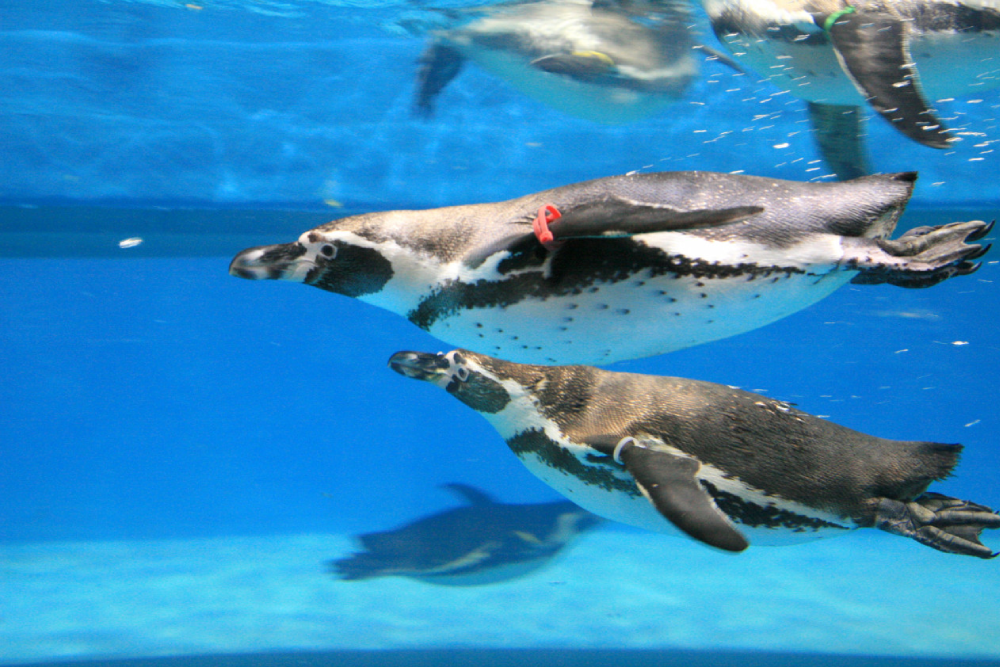 Coex Aquarium Seoul - Image 6 of 10