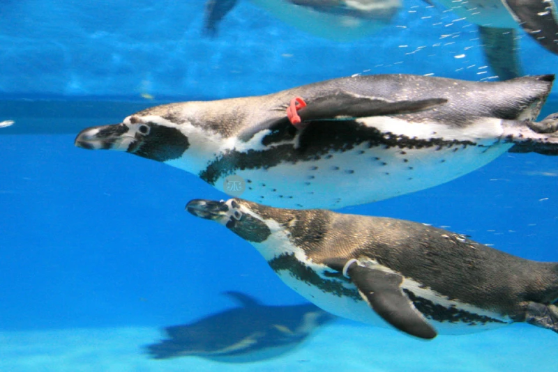 COEX Aquarium Seoul - Discover South Korea’s Largest Underwater World - JTR Holidays - Image 6 of 10