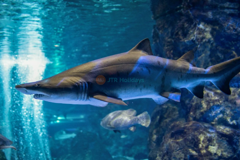 COEX Aquarium Seoul - Discover South Korea’s Largest Underwater World - JTR Holidays - Image 9 of 10