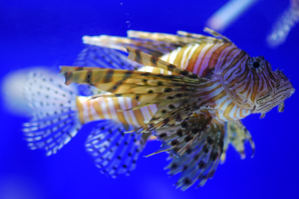 Coex Aquarium Seoul - Image 10 of 10