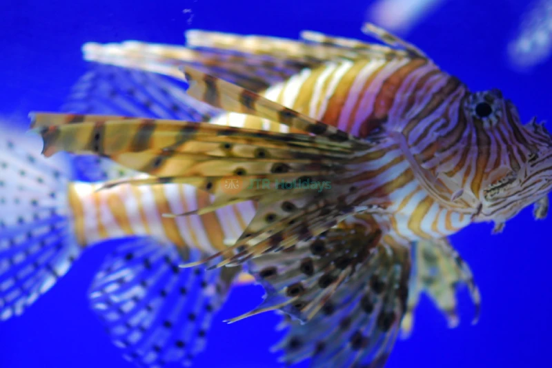 COEX Aquarium Seoul - Discover South Korea’s Largest Underwater World - JTR Holidays - Image 10 of 10