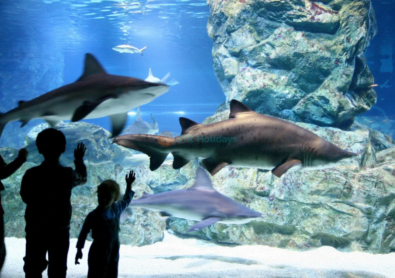 Coex Aquarium Seoul