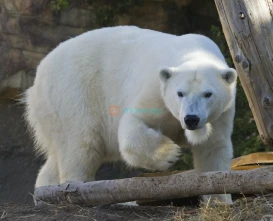 San Diego Zoo – World-Famous Wildlife Adventure in California-JTR Holidays