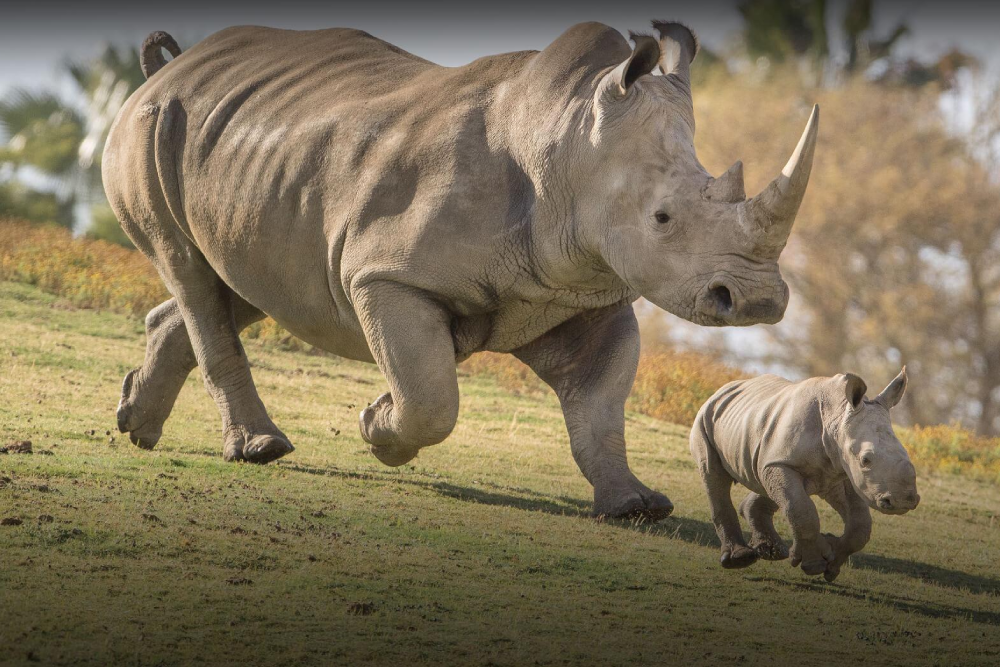San Diego Zoo Safari Park - Image 1 of 9