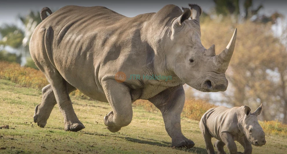 San Diego Zoo Safari Park - Image 1 of 5