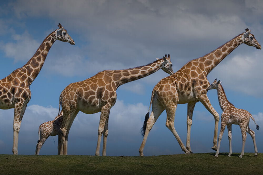 San Diego Zoo Safari Park - Bild 5 von 5