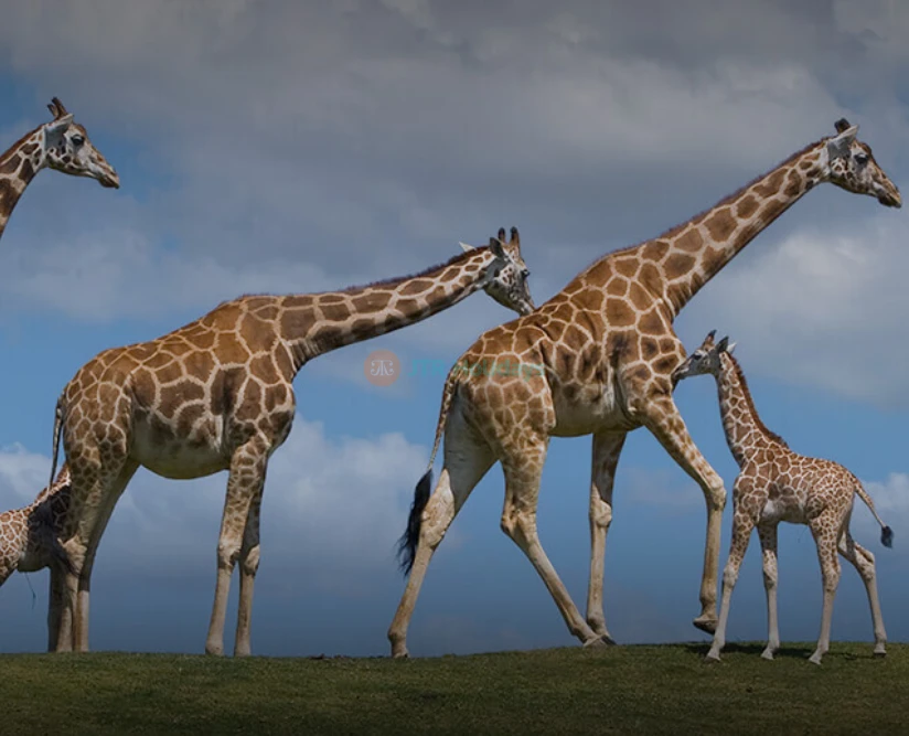 San Diego Zoo Safari Park - Image 5 of 5