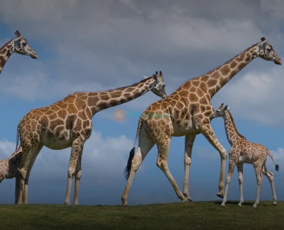 Parc Safari du zoo de San Diego - Explorez le Parc Safari du zoo de San Diego, qui abrite plus de 2600 animaux appartenant à plus de 300 espèces. Parcourez des expositions saisissantes inspirées par le Serengeti africain et la savane asiatique. Profitez de visites guidées en tramway offrant des rencontres rapprochées avec la faune et d'excellentes opportunités photographiques. Visitez des habitats d'espèces locales comme le Camp des Lions pour observer de près ces animaux majestueux. Vivez une aventure inoubliable au cœur de la nature. Parc Safari du zoo de San Diego - Image 5 sur 5