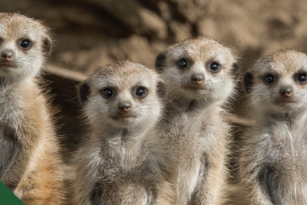 San Diego Zoo Safari Park - Image 4 of 9