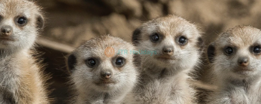 San Diego Zoo Safari Park - Image 4 of 5