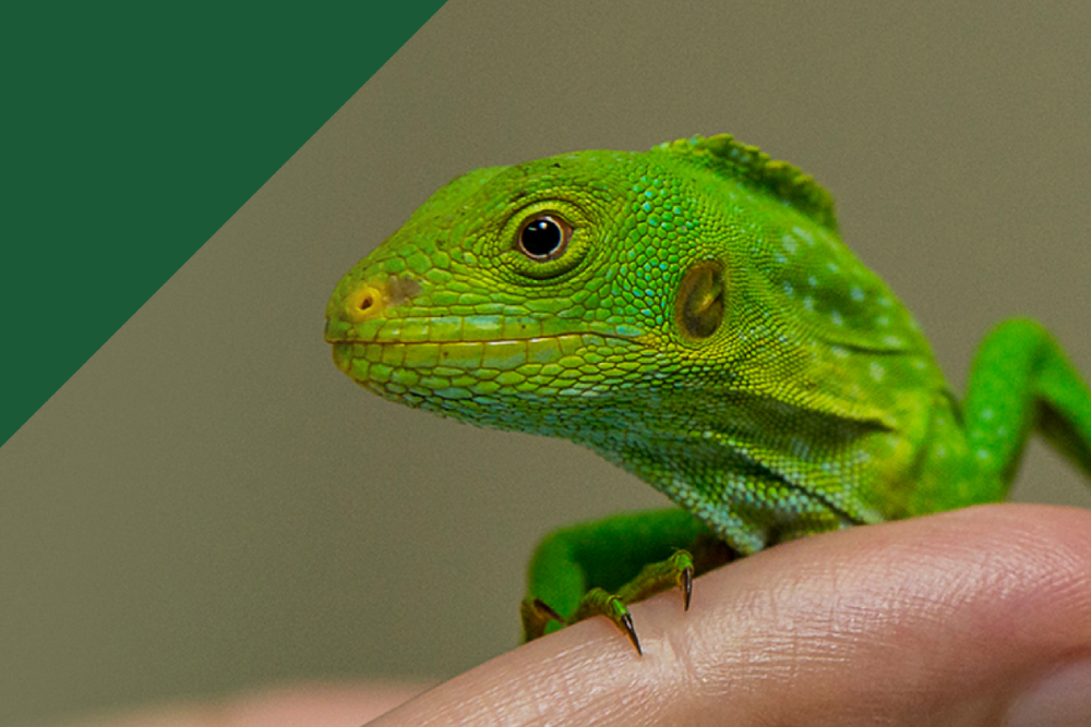 San Diego Zoo Safari Park - Image 7 of 9