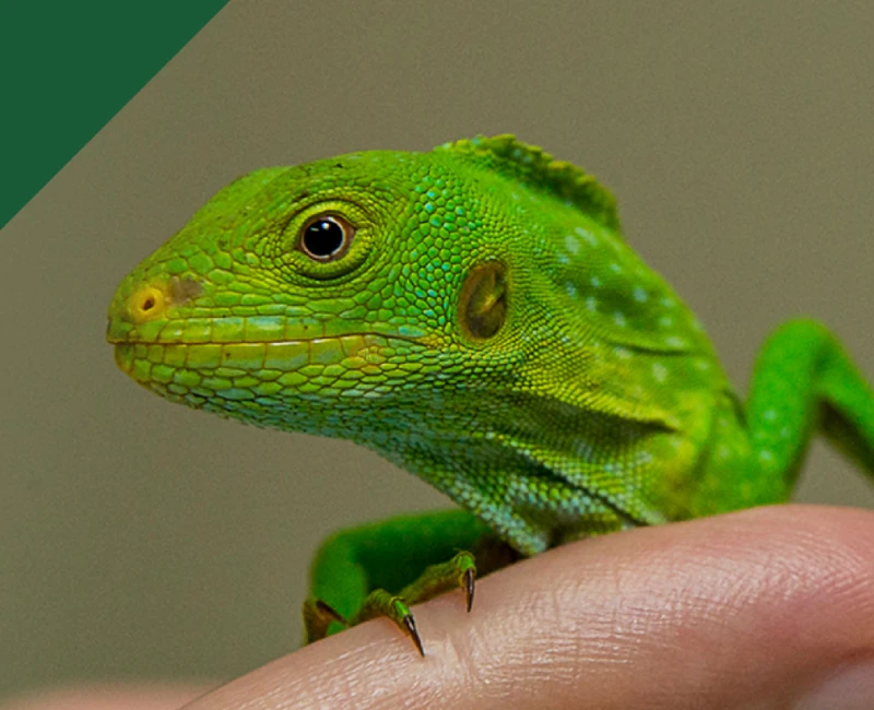 San Diego Zoo Safari Park - Image 7 of 9