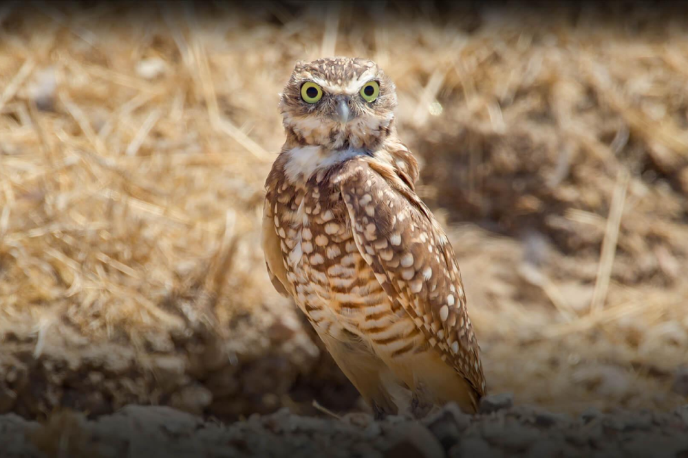 San Diego Zoo Safari Park - Image 8 of 9