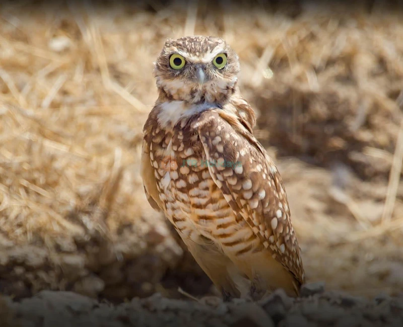 San Diego Zoo Safari Park - Image 8 of 9